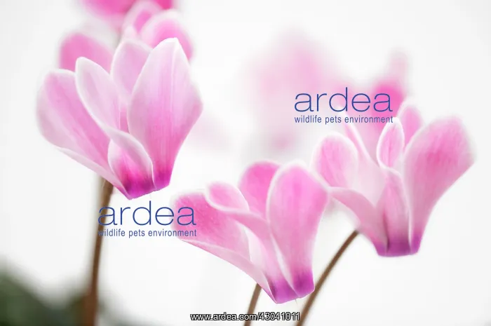 : Cyclamen : Cyclamen
