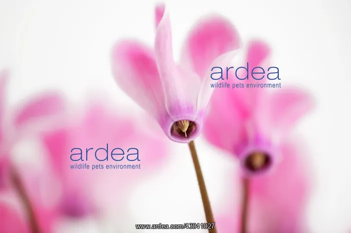 : Cyclamen : Cyclamen