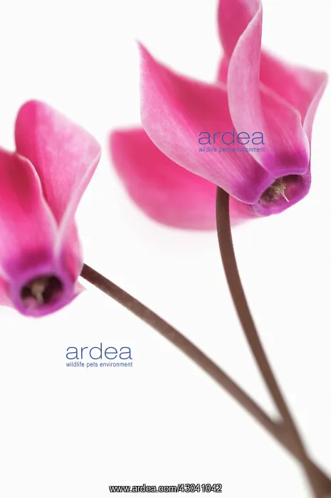 : Cyclamen : Cyclamen