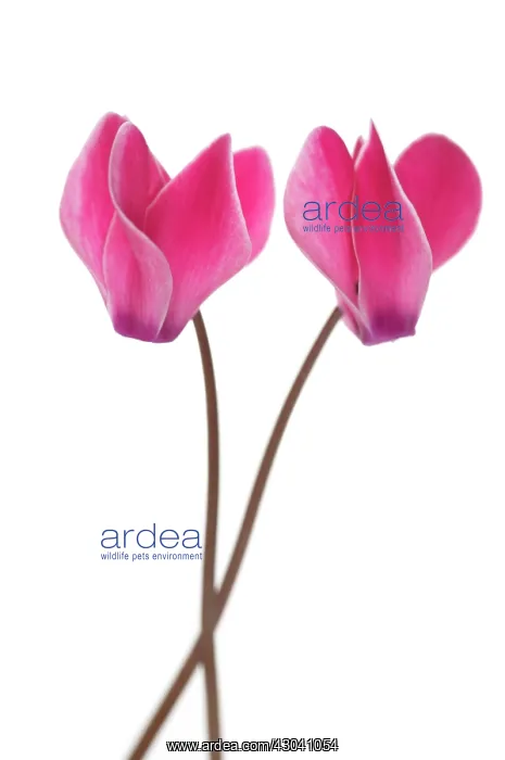 : Cyclamen : Cyclamen