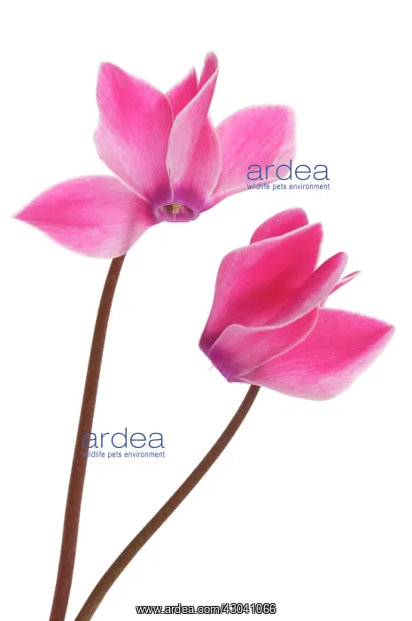 : Cyclamen : Cyclamen