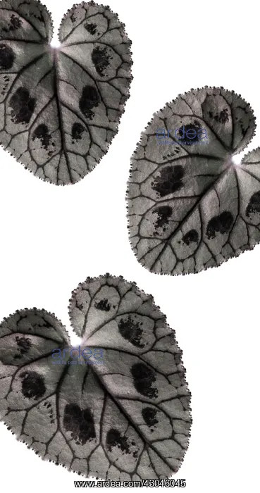 : Cyclamen : Cyclamen