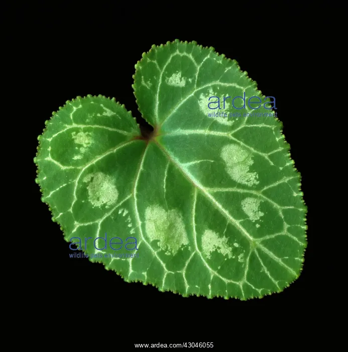 : Cyclamen : Cyclamen