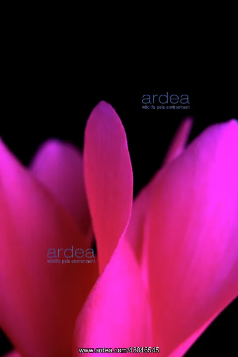 : Cyclamen. Close cropped view of single flower of Cyclamen cultivar : Cyclamen. Close cropped view of single flower of Cyclamen cultivar