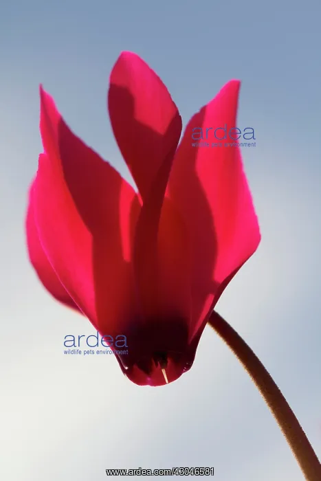: Cyclamen. Single flower of Cyclamen cultivar against pale blue sky with : Cyclamen. Single flower of Cyclamen cultivar against pale blue sky with