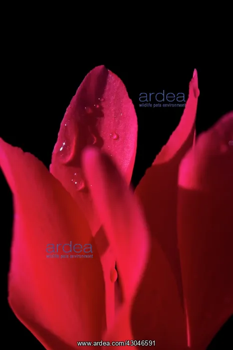 : Cyclamen. Close cropped view of single flower of Cyclamen cultivar with : Cyclamen. Close cropped view of single flower of Cyclamen cultivar with