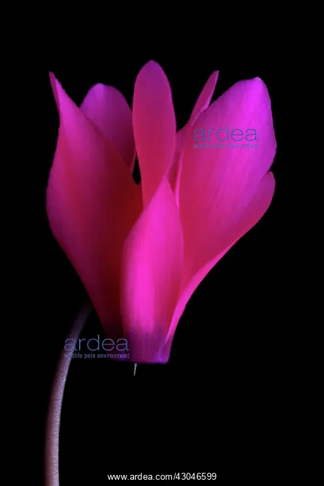 : Cyclamen. Single flower of Cyclamen cultivar : Cyclamen. Single flower of Cyclamen cultivar