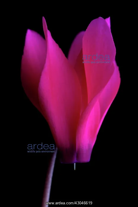 : Cyclamen. Single flower of Cyclamen cultivar : Cyclamen. Single flower of Cyclamen cultivar