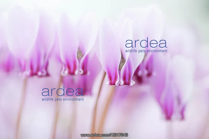 : Cyclamen, Cyclamen hederifolium : Cyclamen, Cyclamen hederifolium