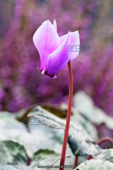  : Cyclamen. Single flower of Cyclamen hederifolium on narrow stem with pink