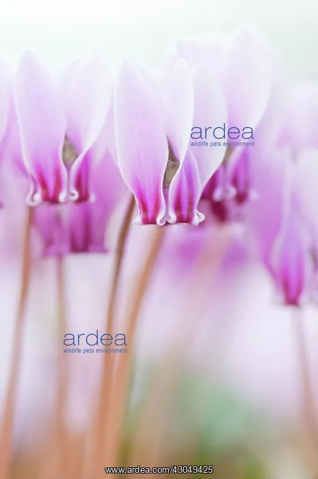 : Cyclamen, Cyclamen hederifolium : Cyclamen, Cyclamen hederifolium