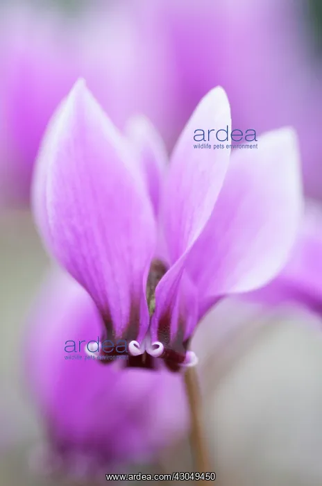 : Cyclamen, Cyclamen hederifolium Ruby glow : Cyclamen, Cyclamen hederifolium Ruby glow