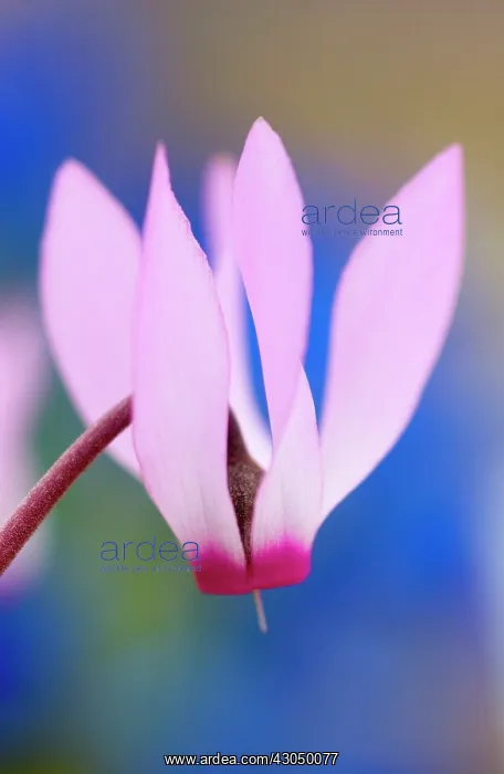 : Cyclamen, Cyclamen repandum : Cyclamen, Cyclamen repandum
