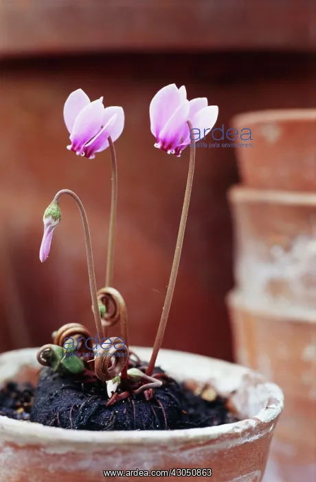 : Cyclamen, Cyclamen hederifolium : Cyclamen, Cyclamen hederifolium