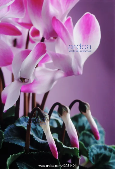 : Cyclamen, Cyclamen persicum : Cyclamen, Cyclamen persicum