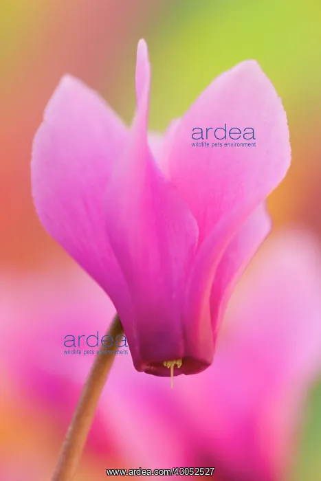 : Cyclamen, Cyclamen purpurascens : Cyclamen, Cyclamen purpurascens