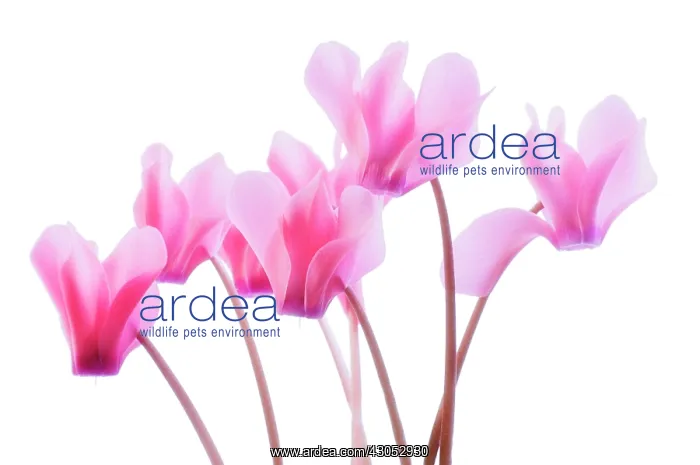 : Cyclamen, Cyclamen hederifolium : Cyclamen, Cyclamen hederifolium