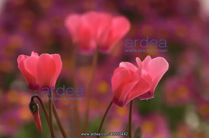  : Cyclamen, Cyclamen hederifolium