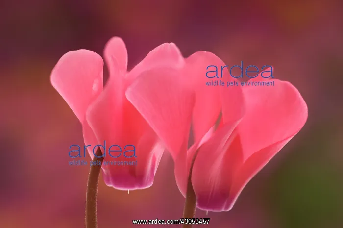 : Cyclamen, Cyclamen hederifolium : Cyclamen, Cyclamen hederifolium