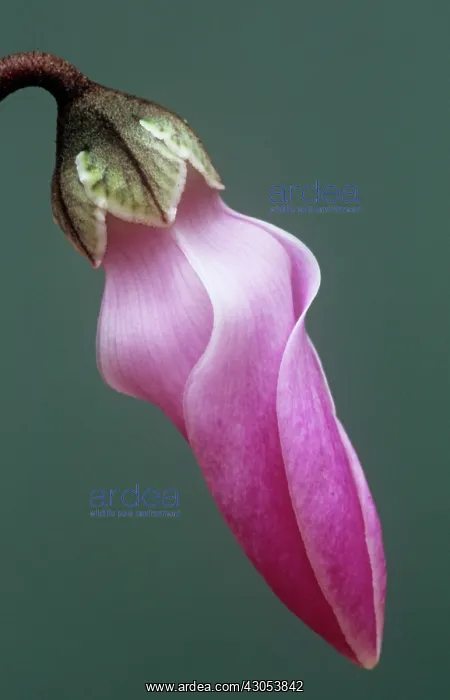 : Cyclamen : Cyclamen