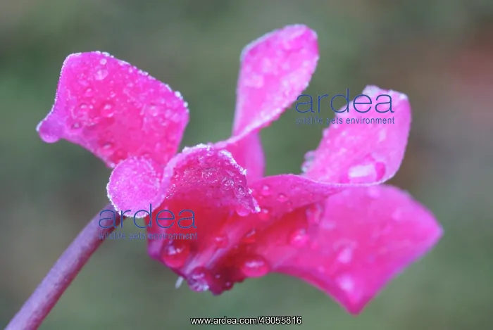 : Cyclamen, Cyclamen Alpine violet : Cyclamen, Cyclamen Alpine violet