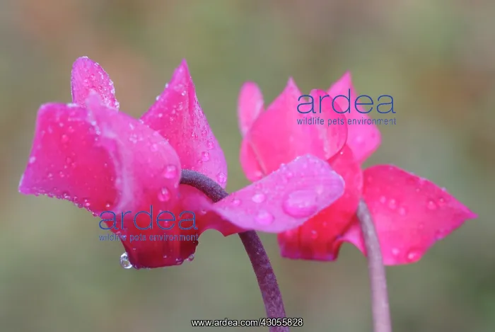 : Cyclamen, Cyclamen Alpine violet : Cyclamen, Cyclamen Alpine violet