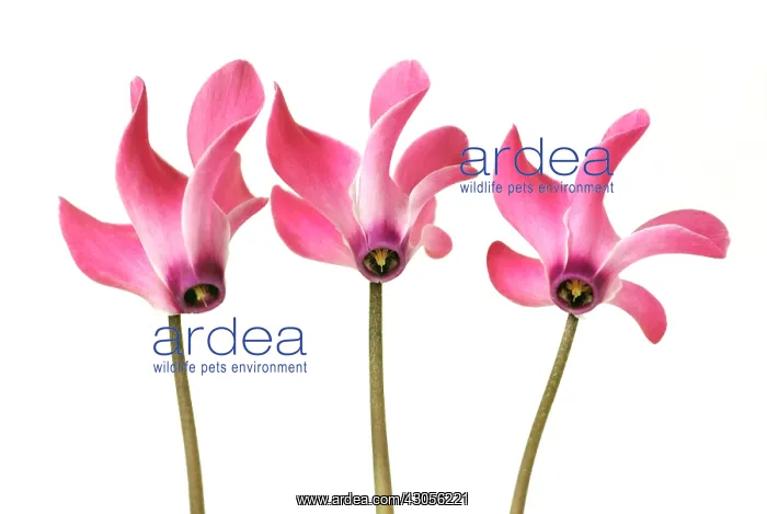 : Cyclamen, Cyclamen Alpine violet : Cyclamen, Cyclamen Alpine violet