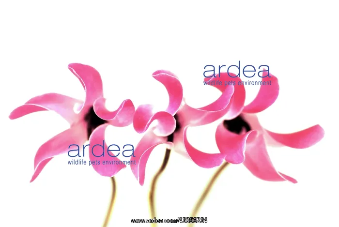 : Cyclamen, Cyclamen Alpine violet : Cyclamen, Cyclamen Alpine violet