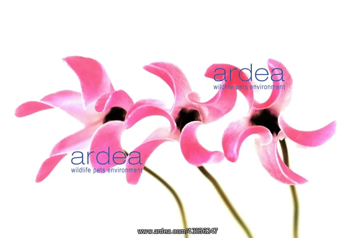 : Cyclamen, Cyclamen Alpine violet : Cyclamen, Cyclamen Alpine violet