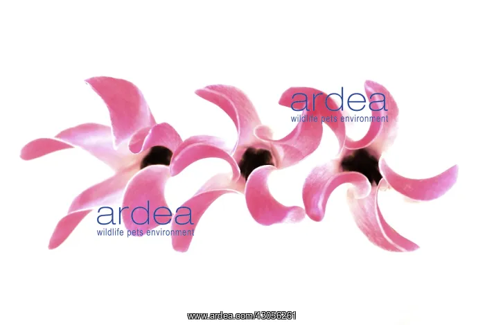 : Cyclamen, Cyclamen Alpine violet : Cyclamen, Cyclamen Alpine violet
