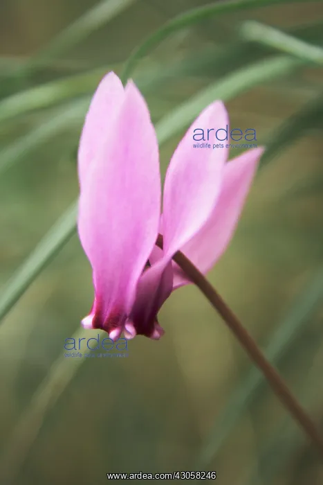 : Cyclamen : Cyclamen