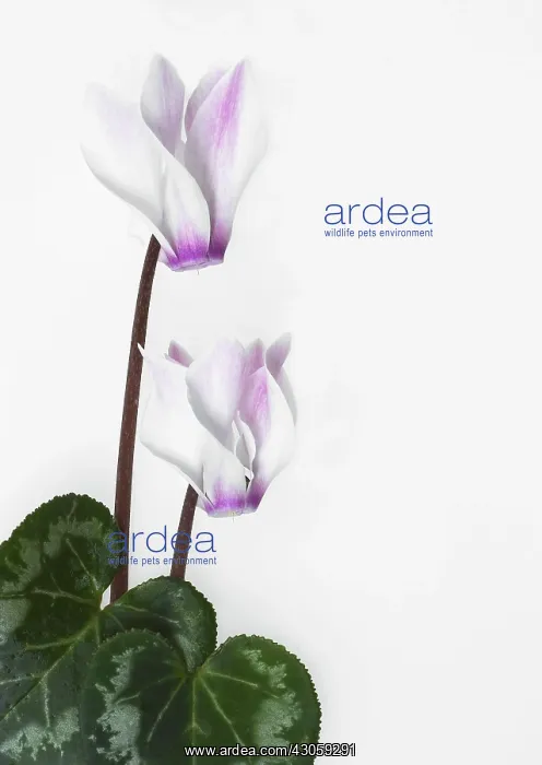 : Cyclamen. Cyclamen : Cyclamen. Cyclamen