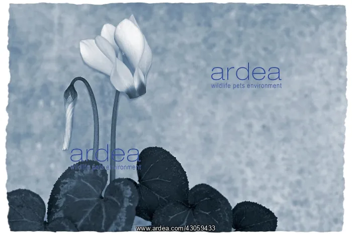  : Cyclamen. Cyclamen