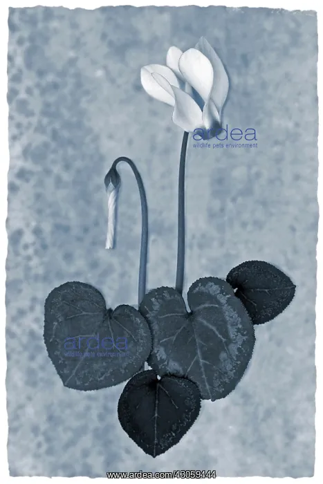 : Cyclamen. Cyclamen : Cyclamen. Cyclamen