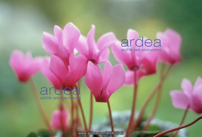 : Cyclamen. Cyclamen : Cyclamen. Cyclamen