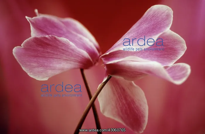 : Cyclamen. Cyclamen : Cyclamen. Cyclamen