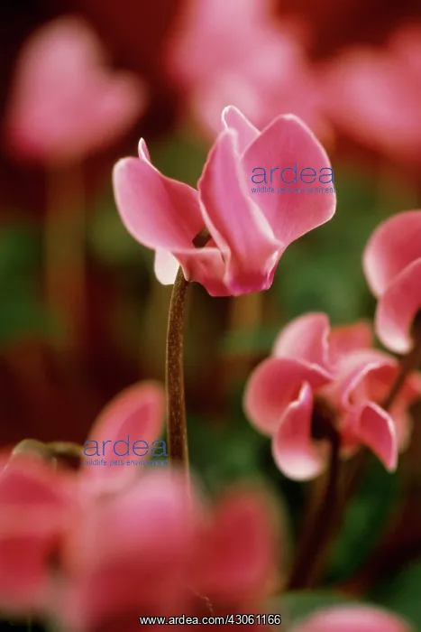 : Cyclamen. Cyclamen : Cyclamen. Cyclamen