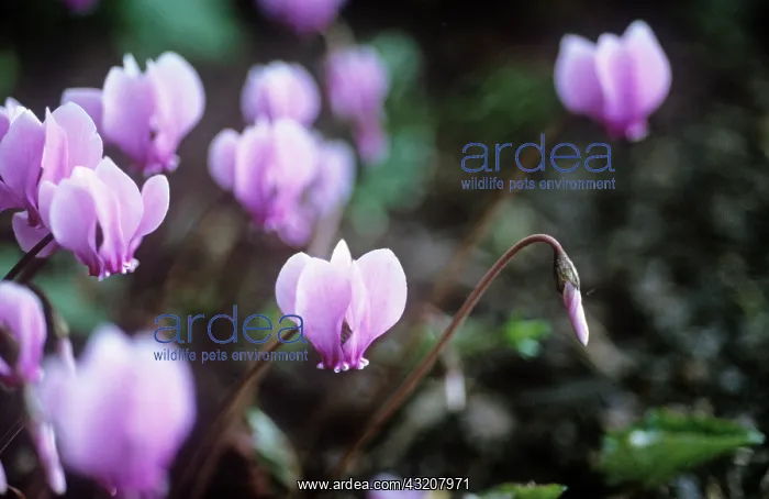 : Cyclamen, Cyclamen coum albissimum : Cyclamen, Cyclamen coum albissimum