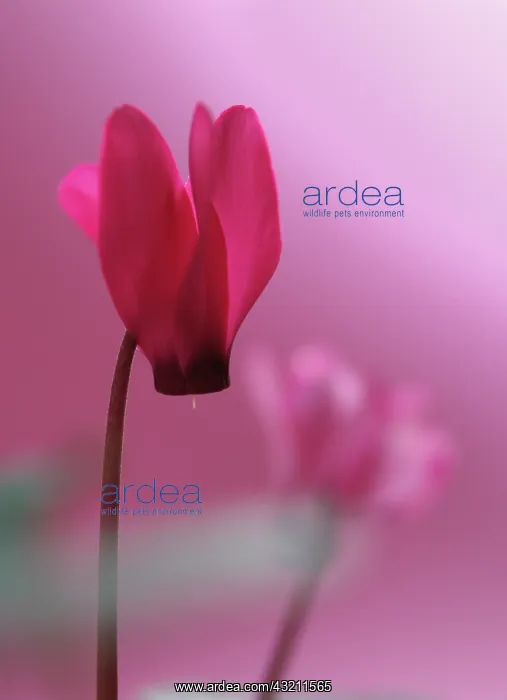 : Cyclamen. Cyclamen : Cyclamen. Cyclamen