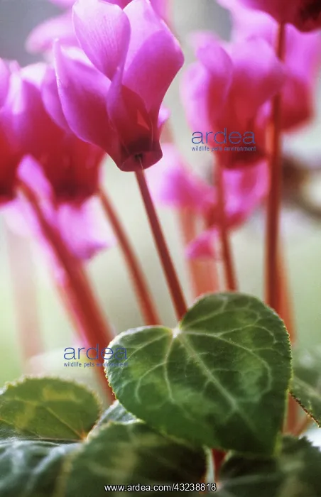 : Cyclamen : Cyclamen