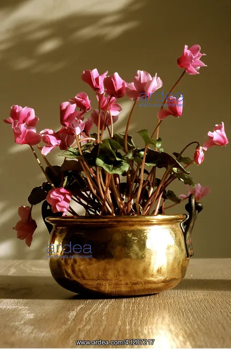 : Cyclamen - In brass pot : Cyclamen - In brass pot