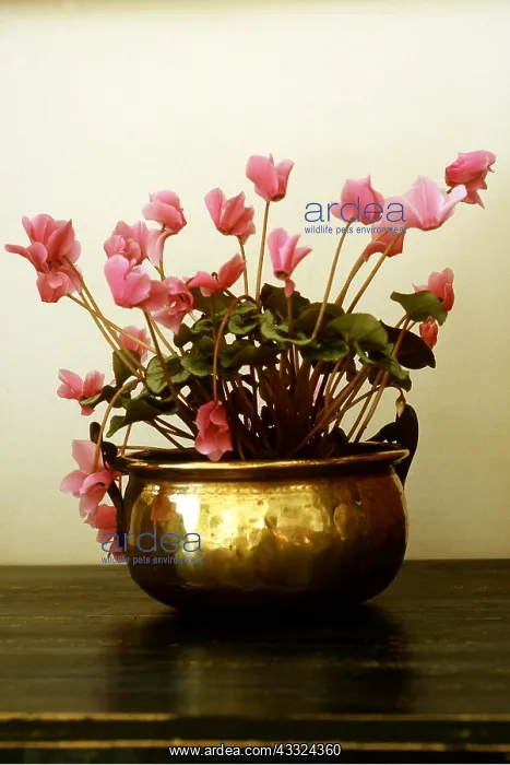 : CYCLAMEN - in brass pot : CYCLAMEN - in brass pot