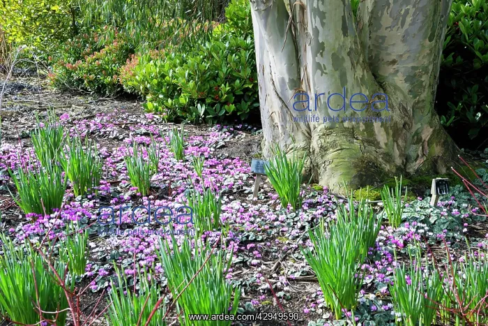 : Cyclamen coum subsp. coum with Eucalyptus cocifera : Cyclamen coum subsp. coum with Eucalyptus cocifera