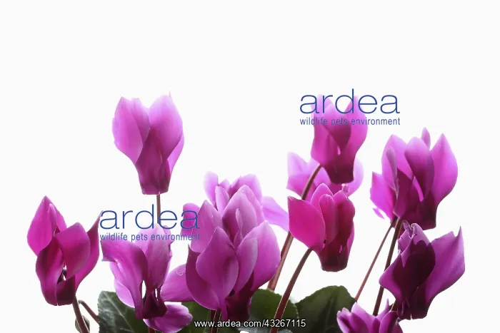 : Cyclamen, Cyclamen cultivar, Pink subject, White : Cyclamen, Cyclamen cultivar, Pink subject, White
