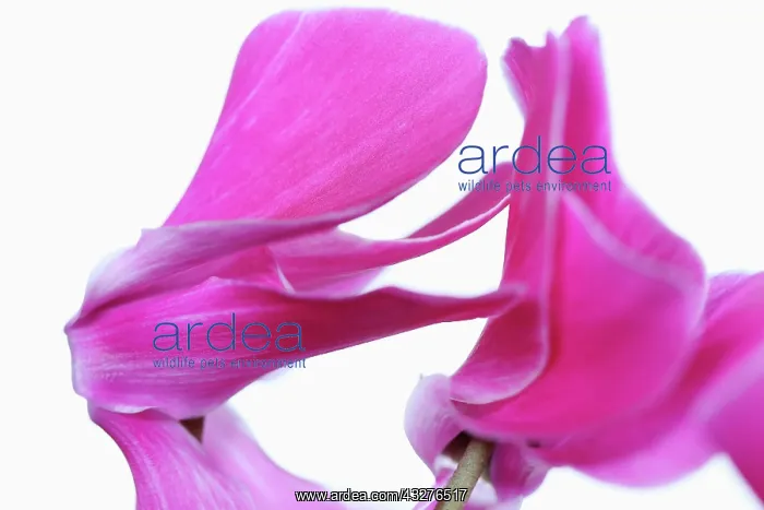 : Cyclamen, Cyclamen cultivar, Pink subject, White : Cyclamen, Cyclamen cultivar, Pink subject, White