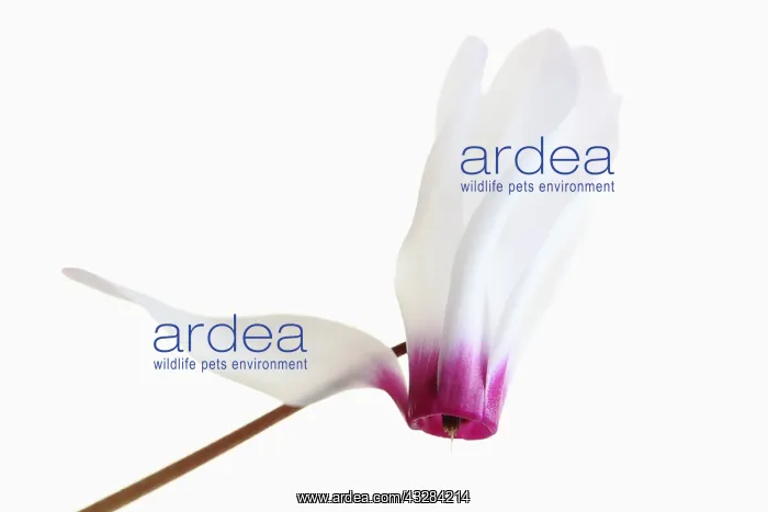 : Cyclamen, Cyclamen cultivar, Pink subject, White : Cyclamen, Cyclamen cultivar, Pink subject, White