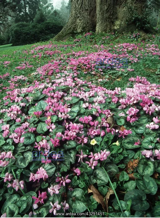  : CYCLAMEN - mass