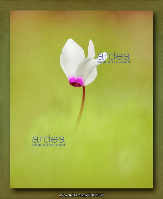 : Cyclamen, Single white flower with pink edge rising : Cyclamen, Single white flower with pink edge rising