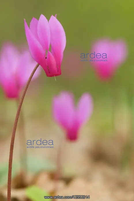 : Cyclamen - Spring Sowbread : Cyclamen - Spring Sowbread