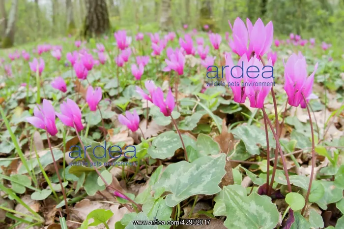 : Cyclamen - Spring Sowbread - in habitat - undergrowth : Cyclamen - Spring Sowbread - in habitat - undergrowth
